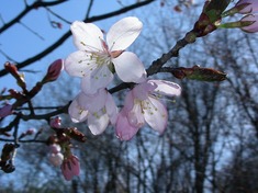 s-DSCN4151.jpg